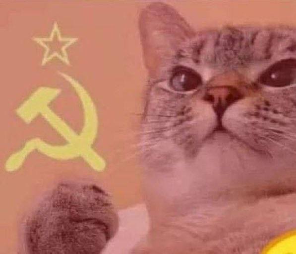 mi gato cada vez que abro un atún